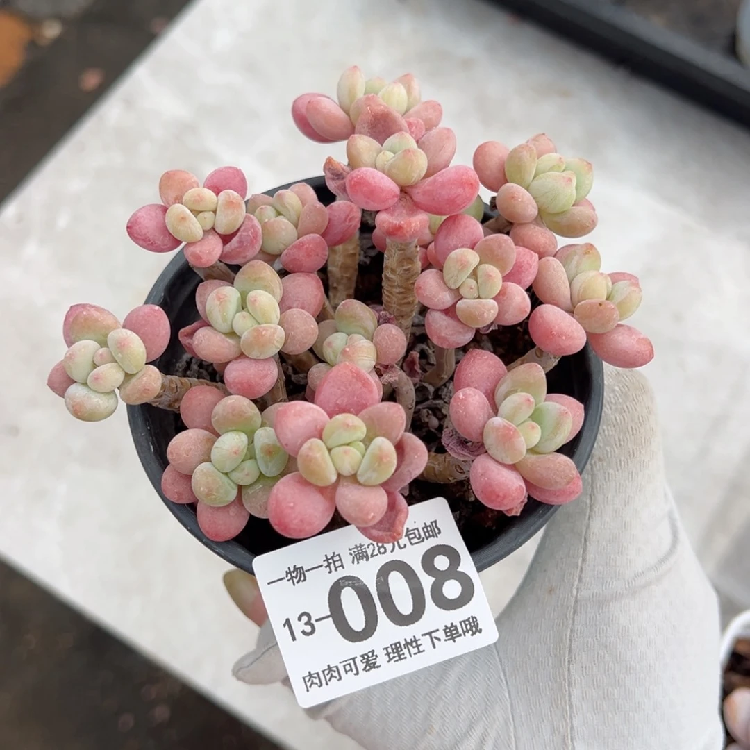 鱼子酱多肉多肉多肉多肉