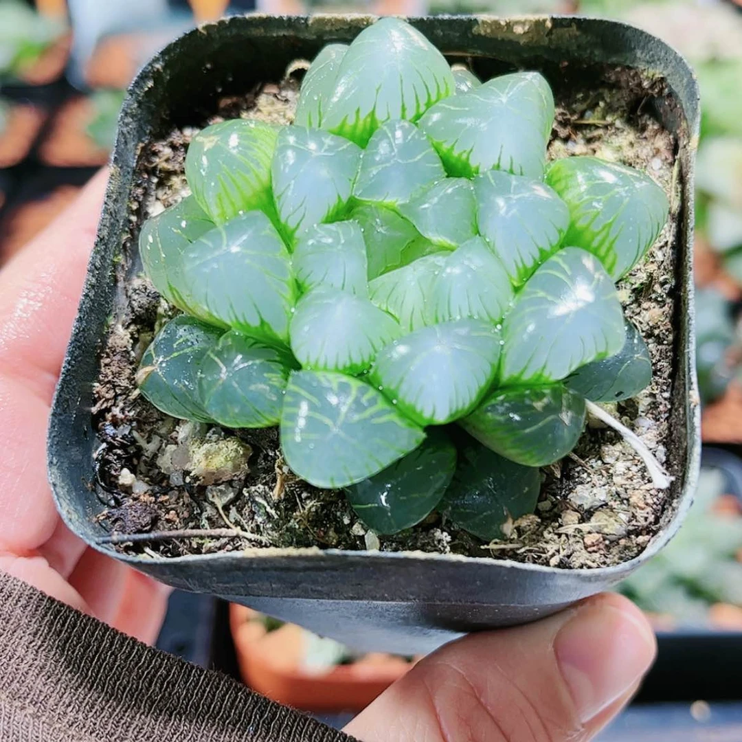 【闪购商品】翠冰玉露