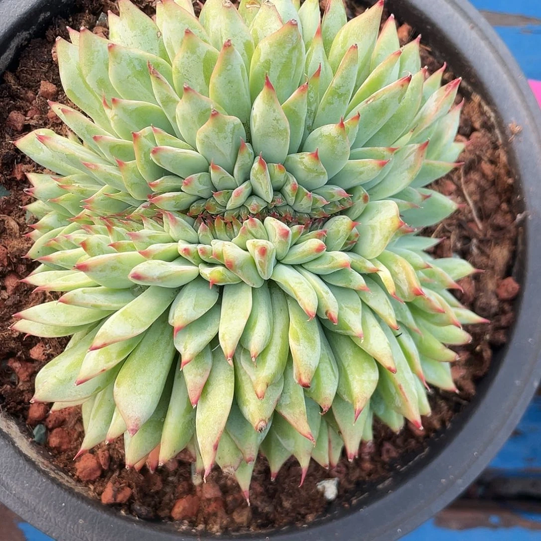 吉娃娃缀化小树缀