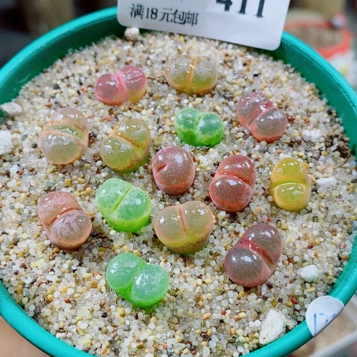 生石花花花花花花411