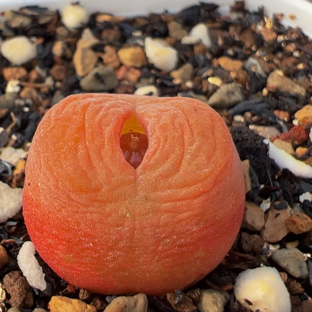 505多肉植物百科植物