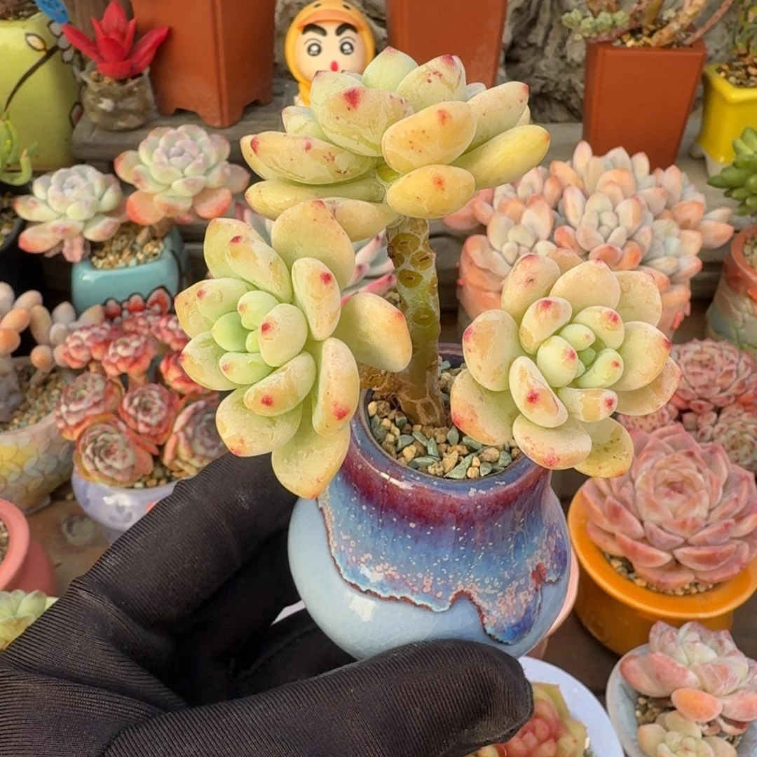 劳香 多肉含盆土 一物一拍