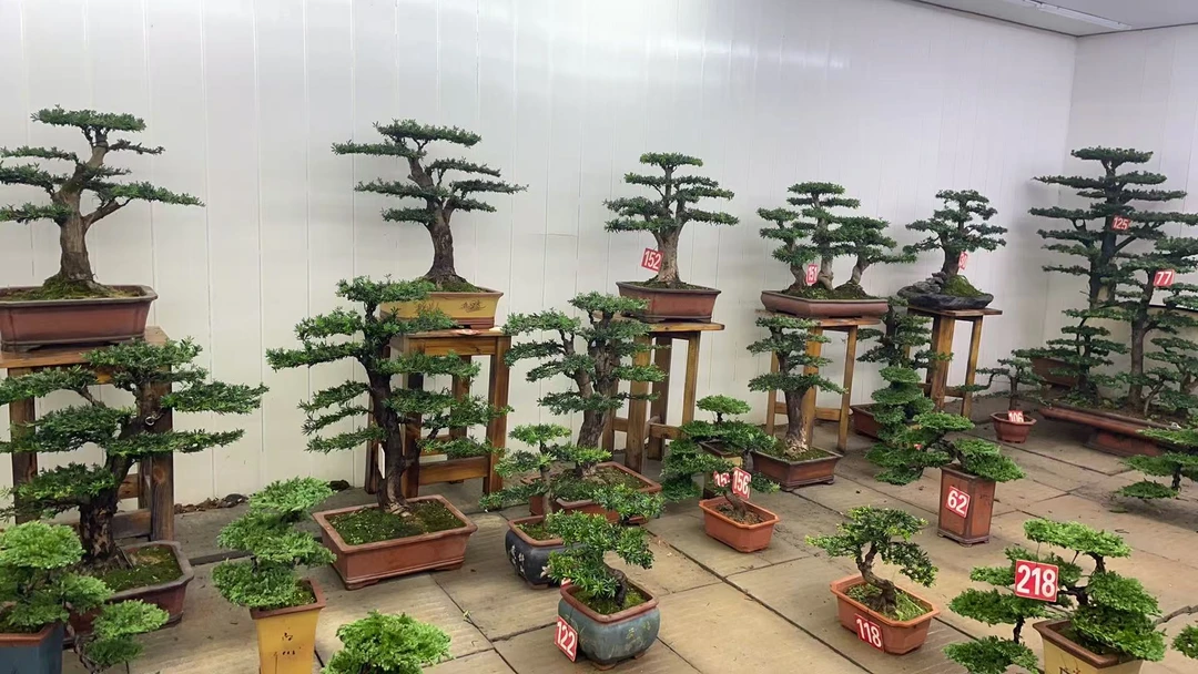 造型罗汉松珍珠松精品老桩盆栽可室内室外养殖