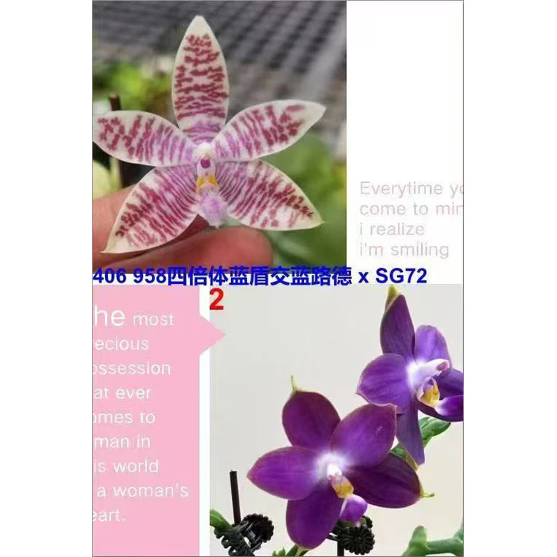 2.5寸 四倍体蓝盾交蓝路德交SG72-抽梗苗【叶微瑕】趣味兰