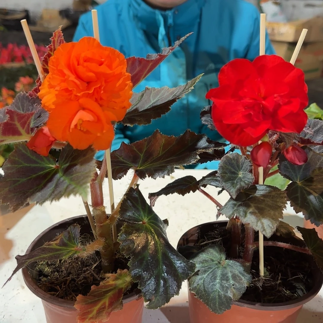 铜叶橙➕红掉花折叶正常介意勿拍，不拍保温冻死不售后