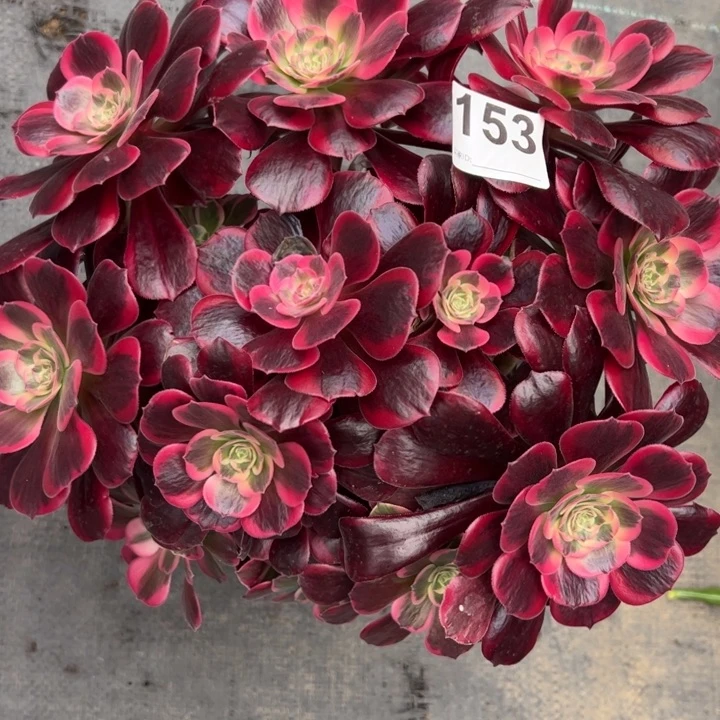 琳*153凤冠30厘米左右