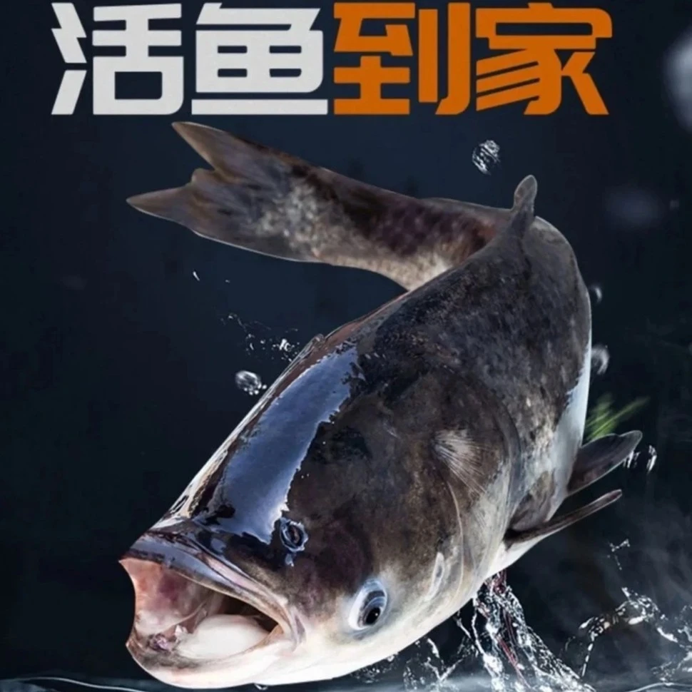 千岛湖原生态活体胖头鱼新鲜鱼头肉质紧实口感独特