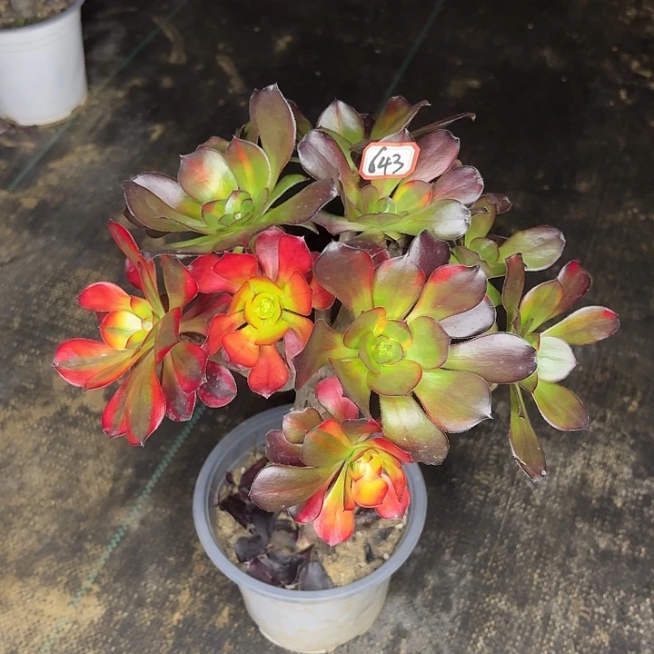 巫毒七彩掐心朵朵643多肉