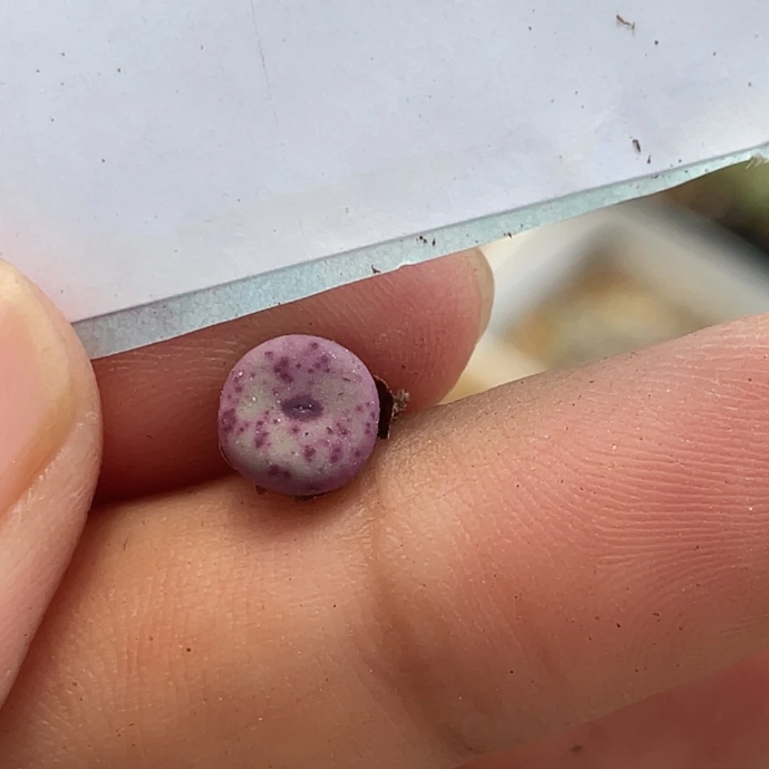 30-16嘴多肉植物肉锥