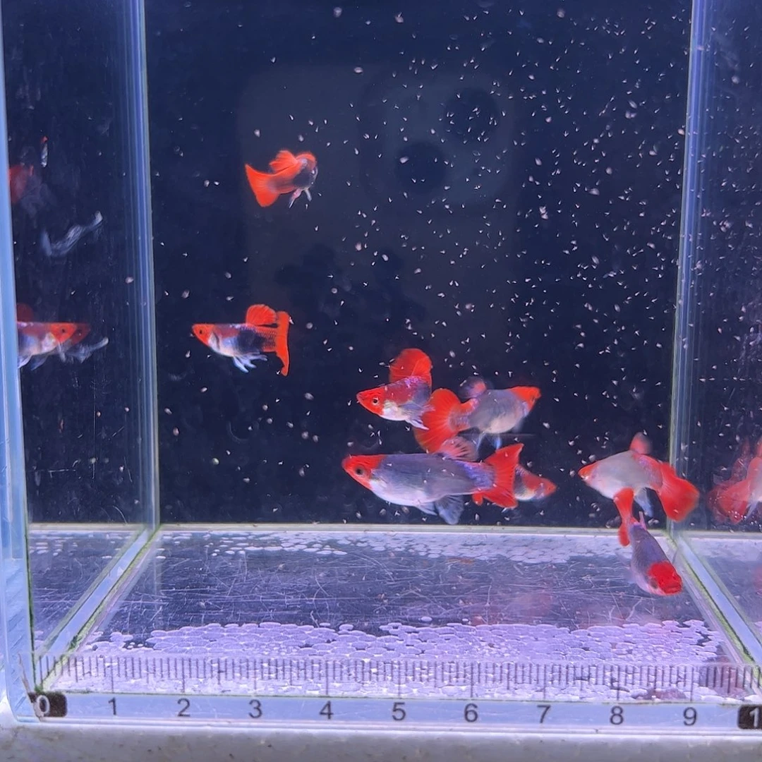 孔雀鱼深海蓝贵族短球2对