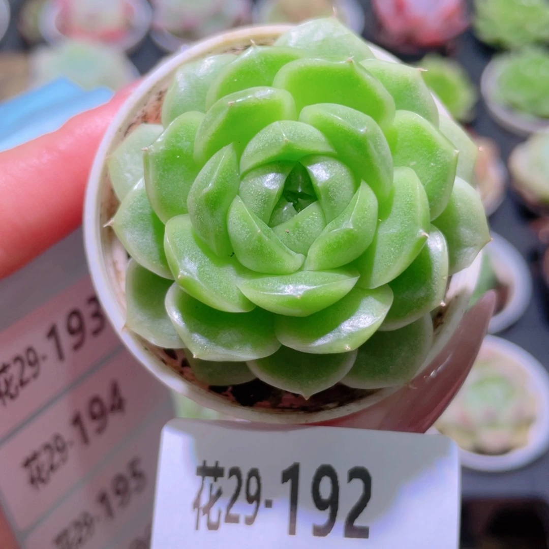 花利美29-192新品