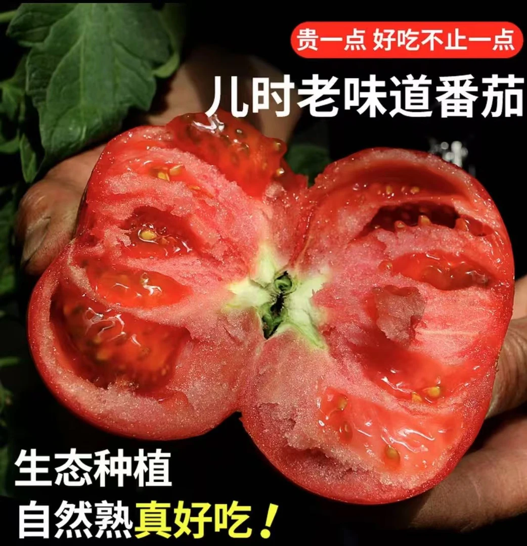 高山露天种植自然熟西红柿