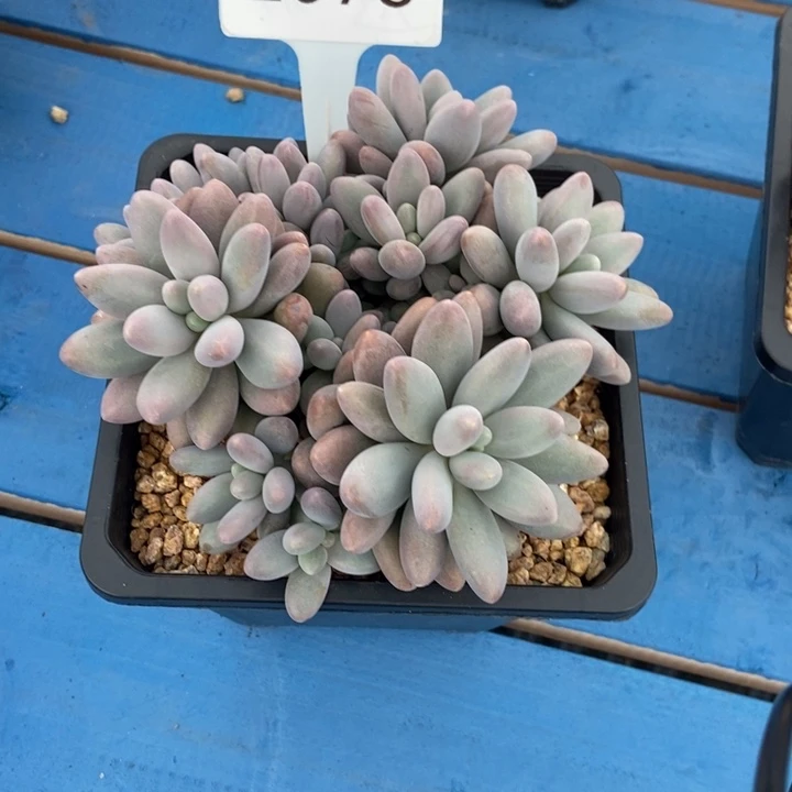 蜜***兔2073。     橙色恋人