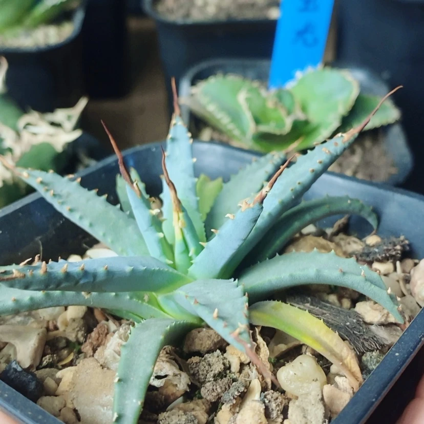 【闪购商品】肖****.子播妖炎