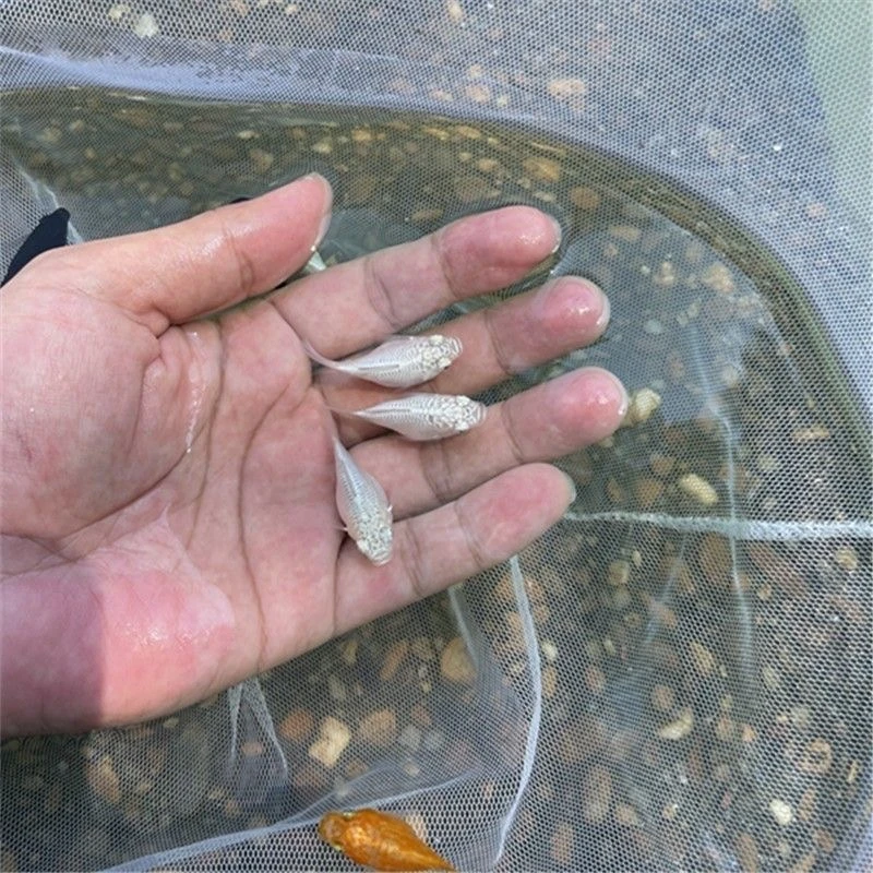 四色玛丽球鱼奶牛球芝麻球熊猫球胎生观赏鱼直接生小鱼