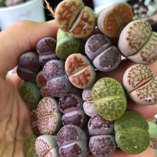 无花朵0629，1.6-2厘米22棵母本彩色