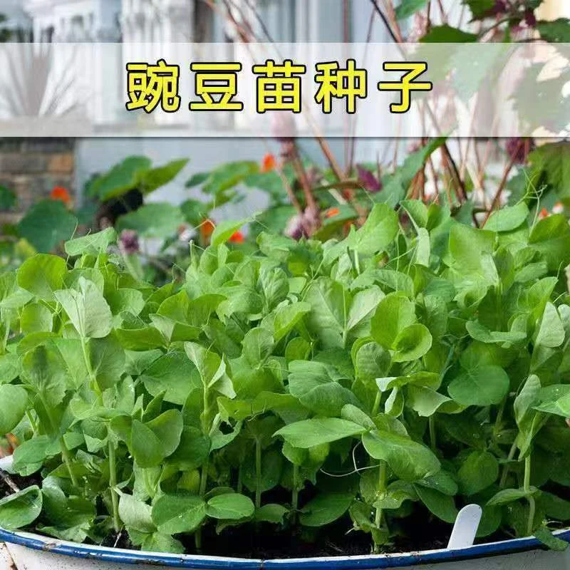 【全店满6包包邮】豌豆苗种子