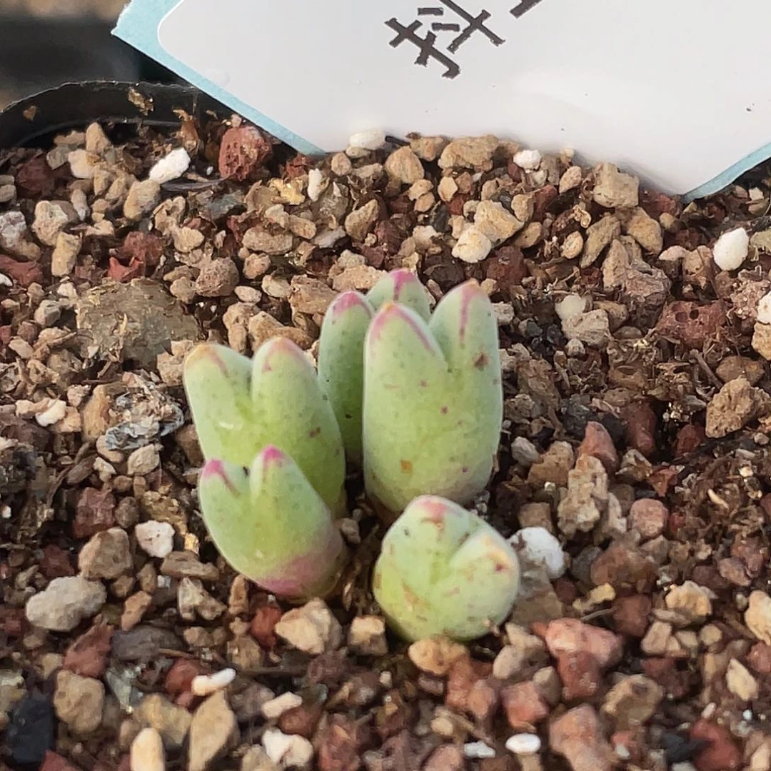 11-2猪蹄多肉植物