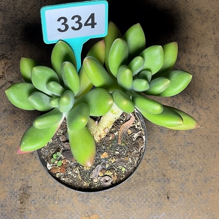 多肉植物金蟾群334