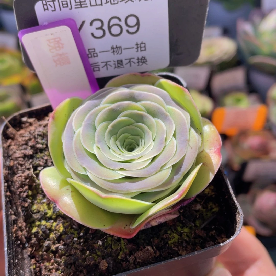 晚樱多肉福利369一物一拍