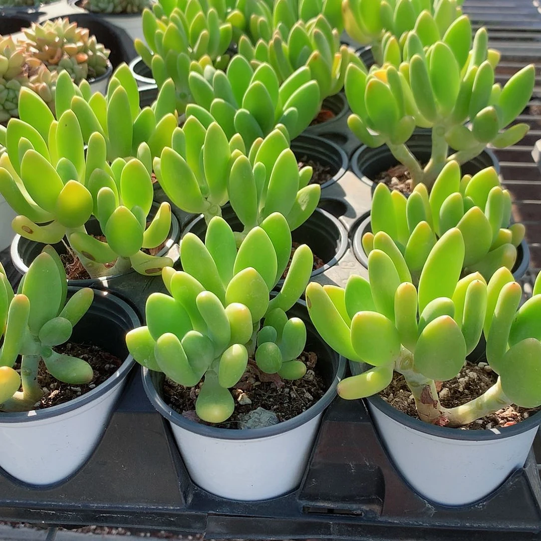 芒果美人群8888787774455555