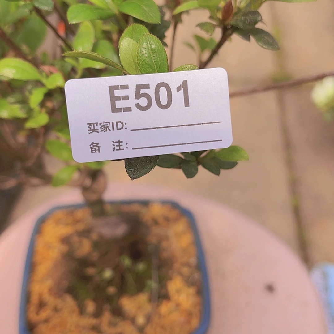 直播时间一直一直