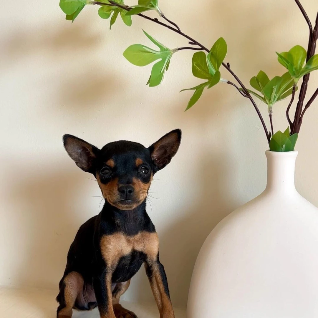 【嗨喽狗舍】纯种小鹿犬幼犬双血统枣红黄色铁包金迷你宠物狗狗幼崽