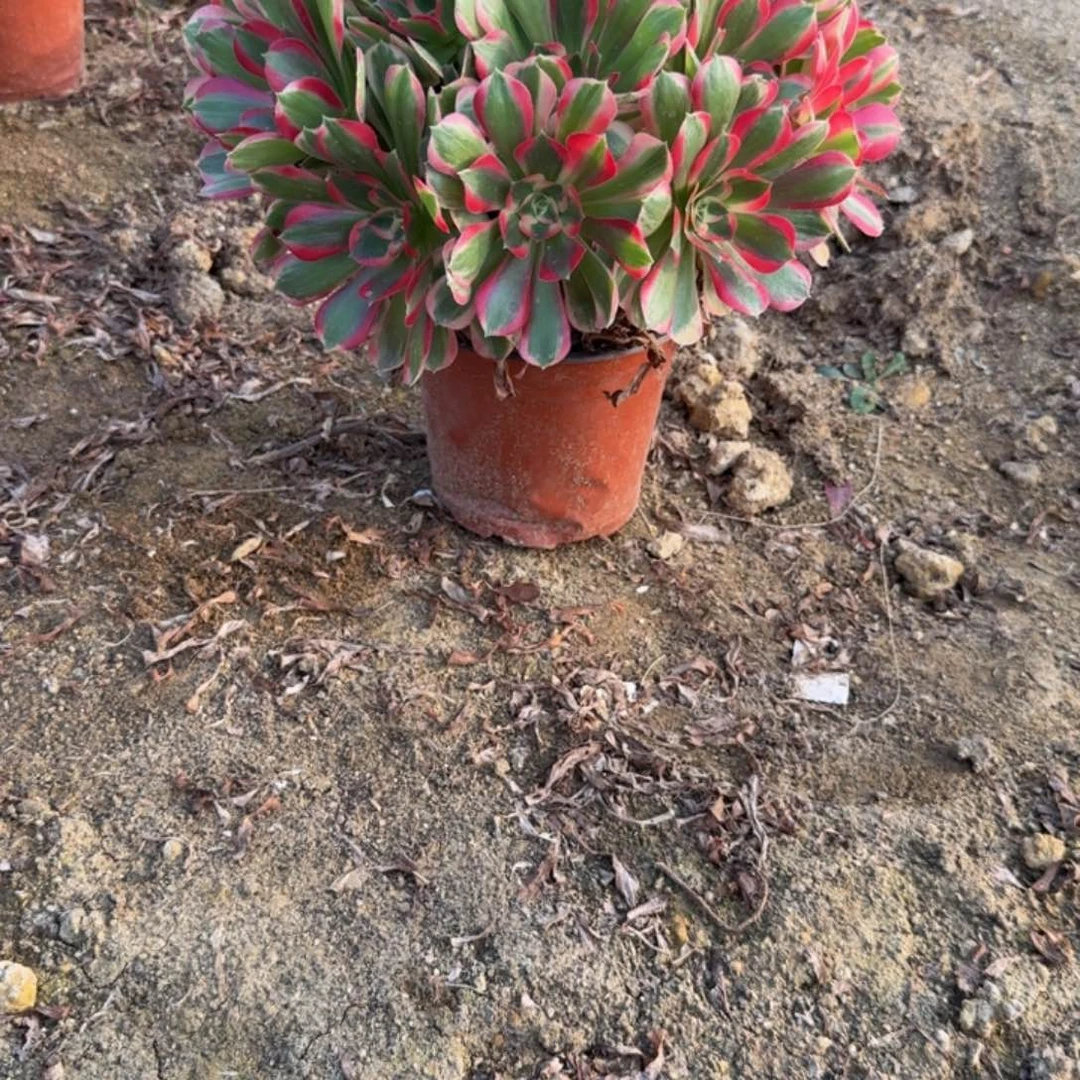 609妖月。多肉植物