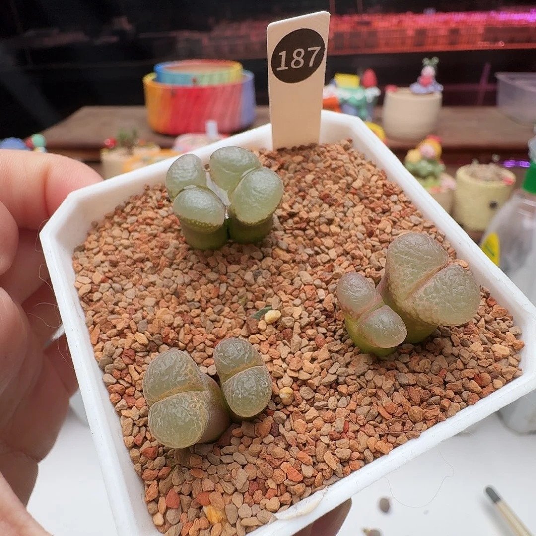 多肉植物福利肉锥草187