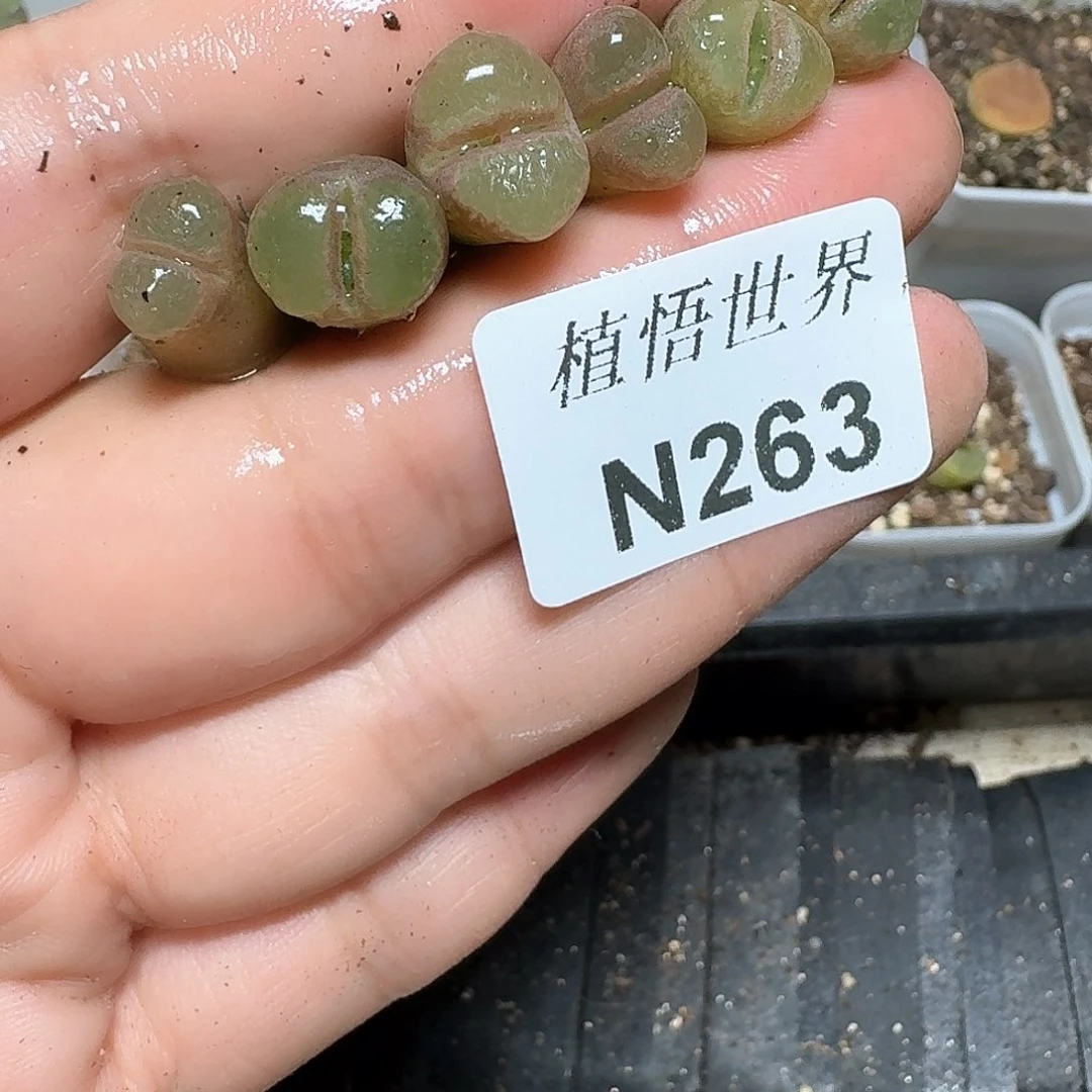 263号多肉植物哇d f