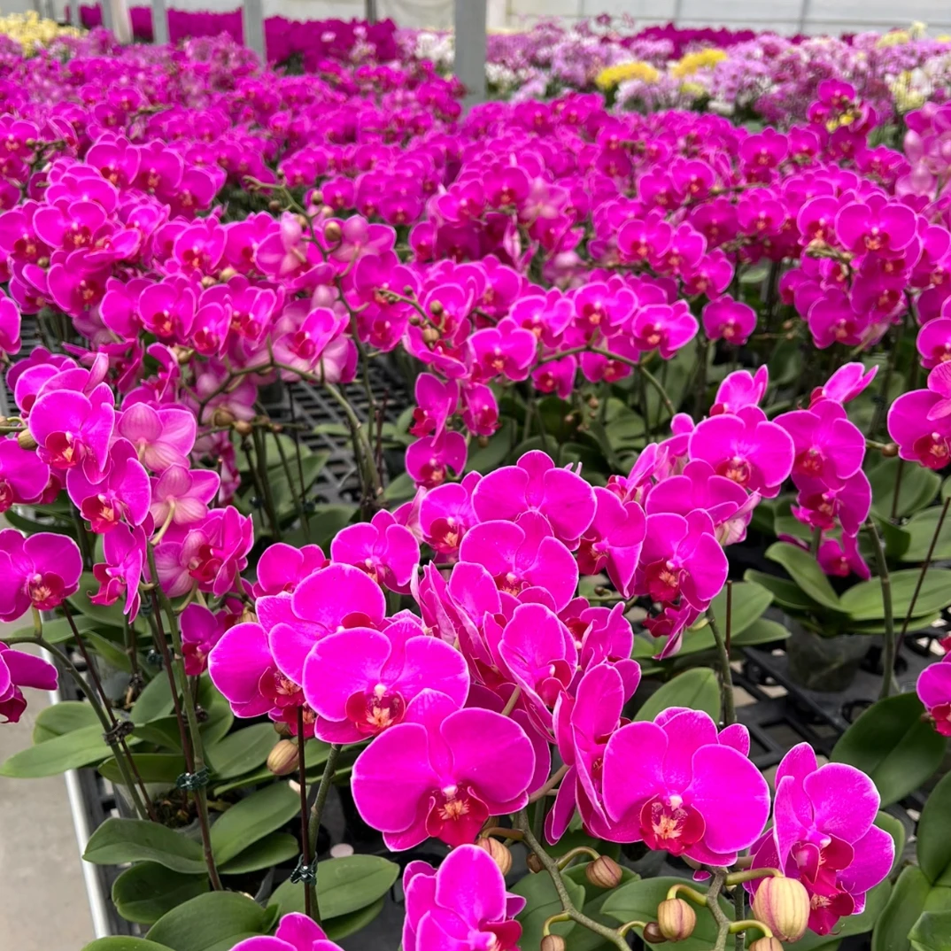 蝴蝶兰 红豆杉带花带花苞