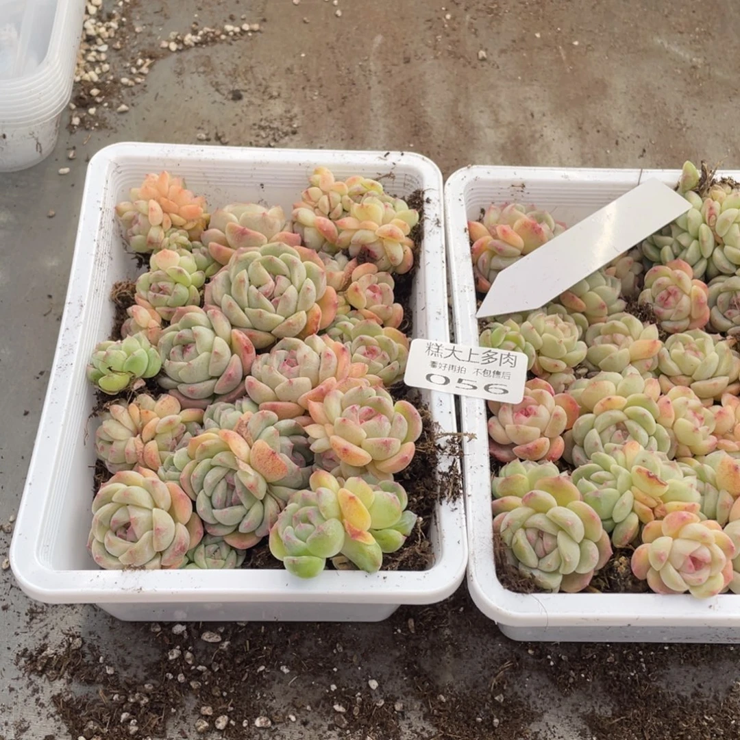 糕大上多肉植物056