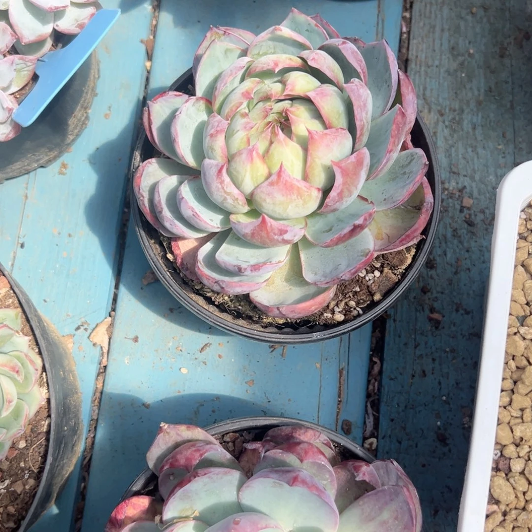 精品多肉植物老桩