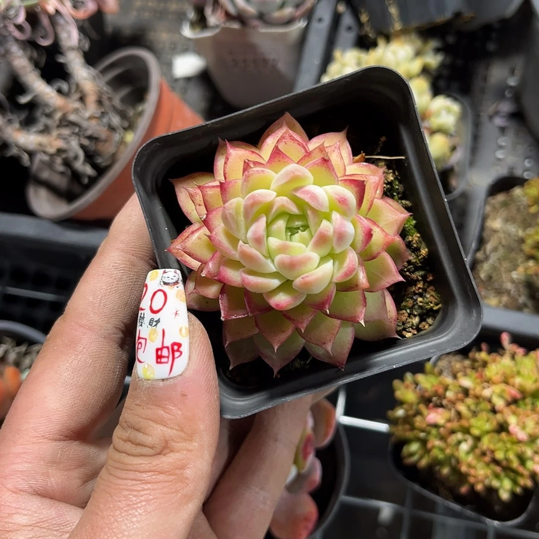 机***黄25580一物一拍单头