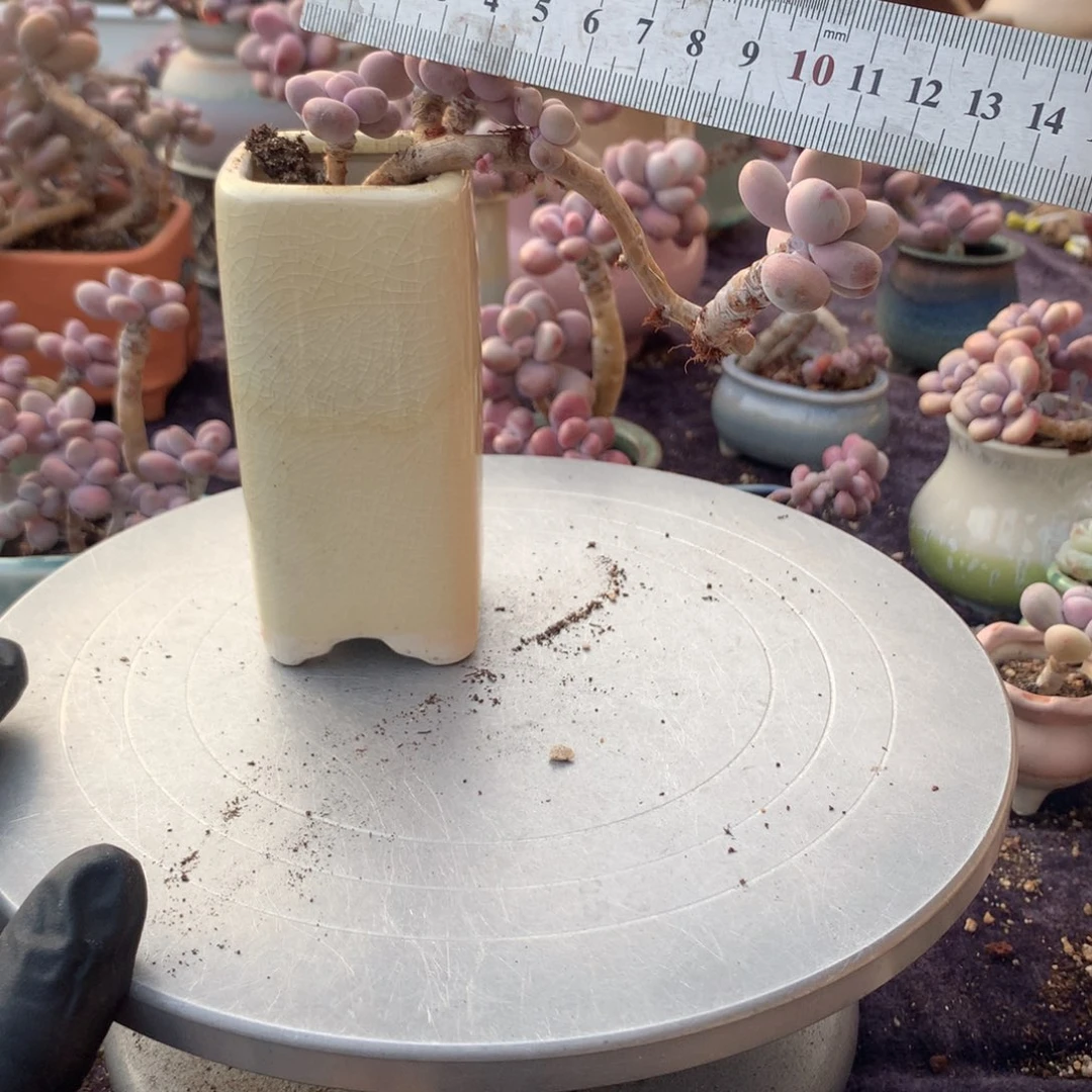 12号桃蛋带盆偏远地区不包邮的