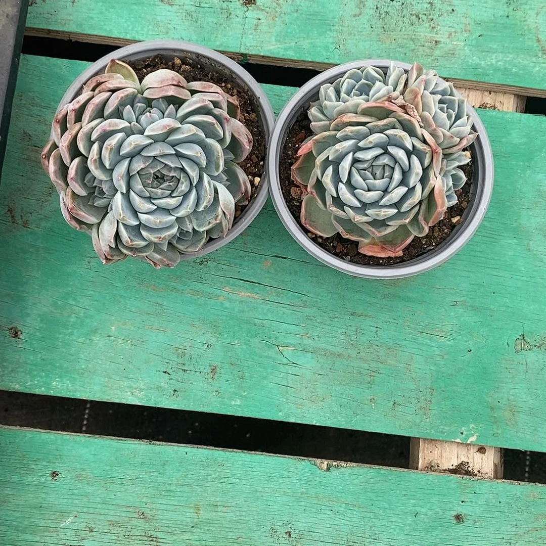 微***凉2颗发货。