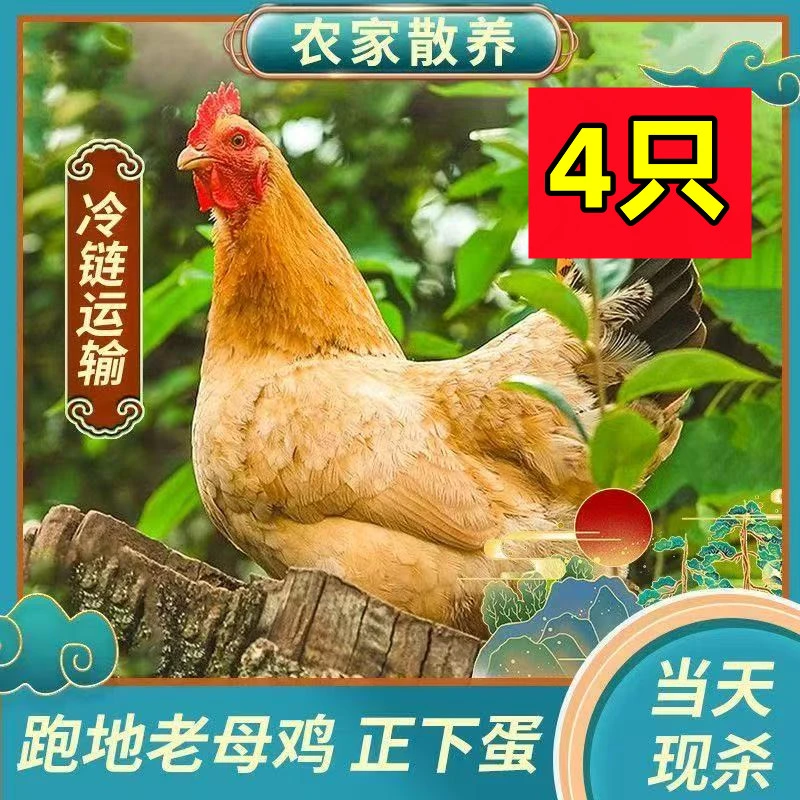 【小 悦】散养3年黄油老母鸡3只/送1只 带内脏到手四只净重11斤左右