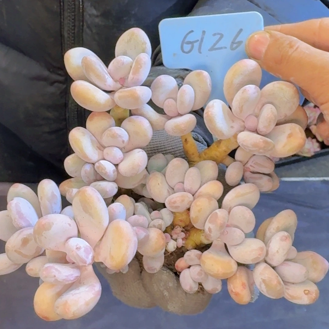 多肉植物的生长发育和生长发育等