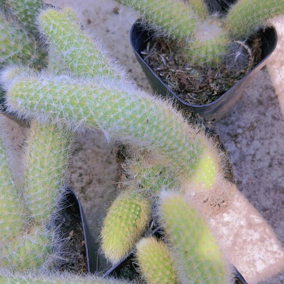 【闪购商品】5盆九尾狐偏远不拍