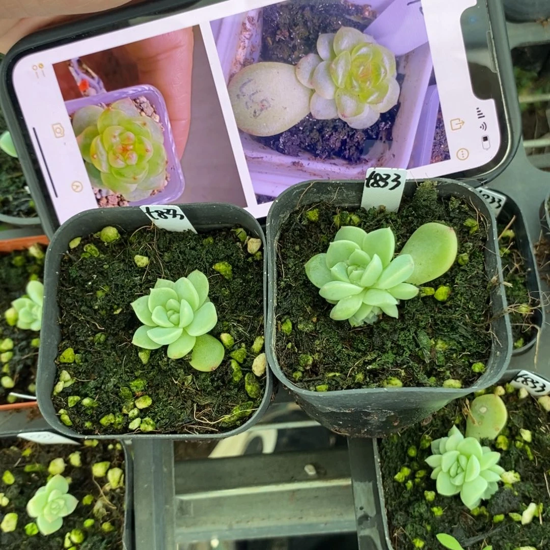 上盆甜心833苗一个