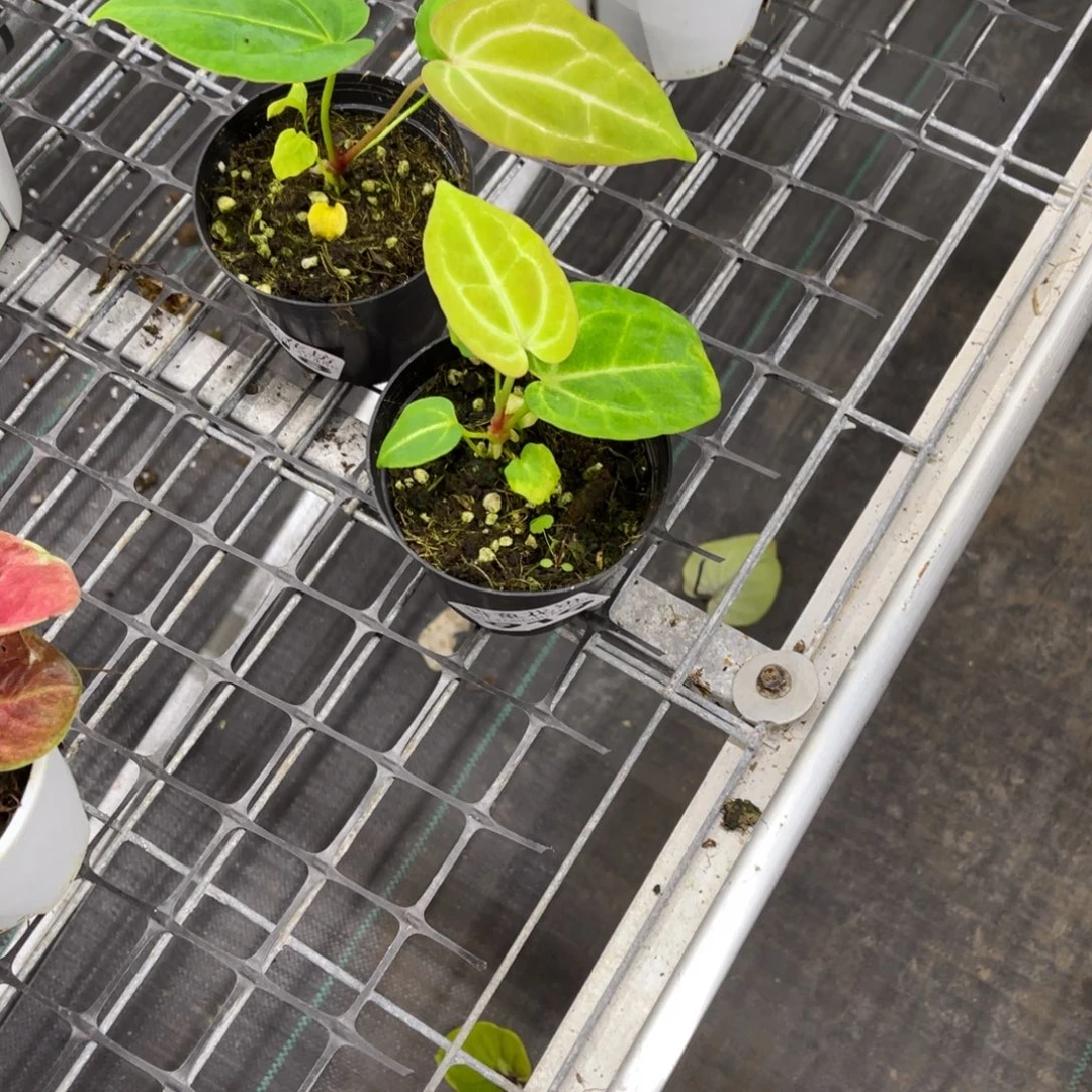 天***司无花朵             918.919花烛不包售后