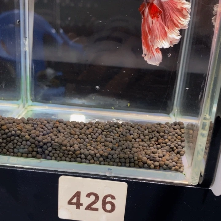 斗鱼用****4426巨斗ban y