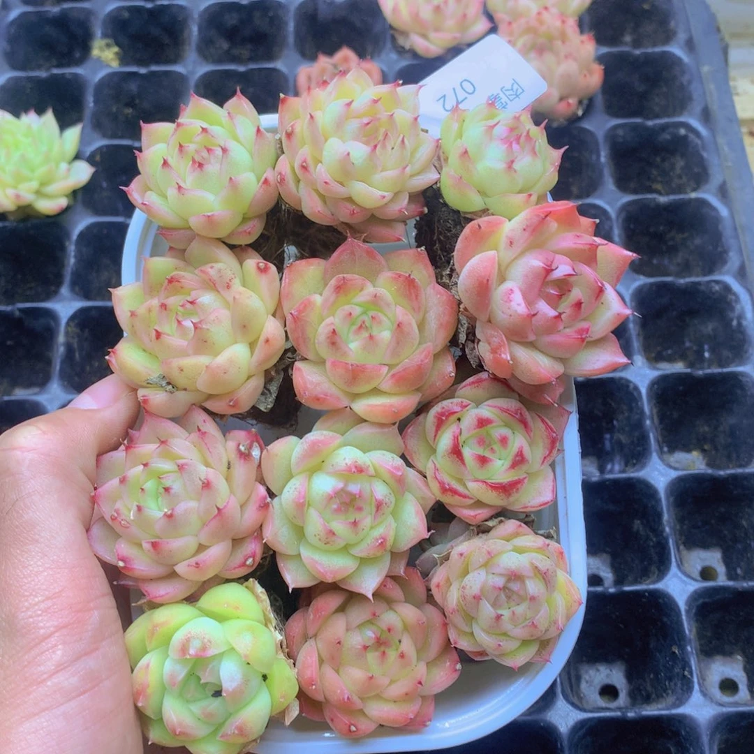 我要去看你了啊我072