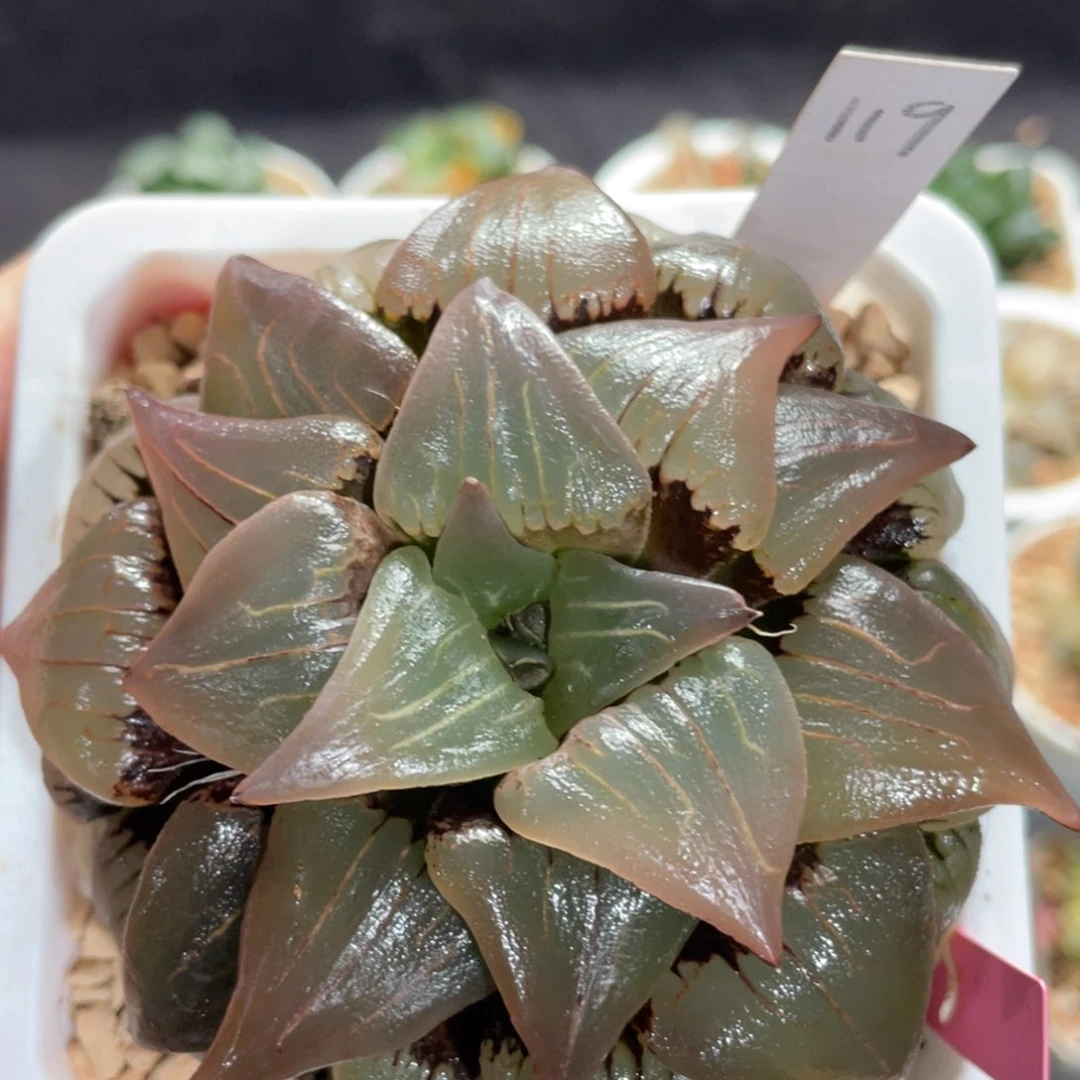 119红纹寿。