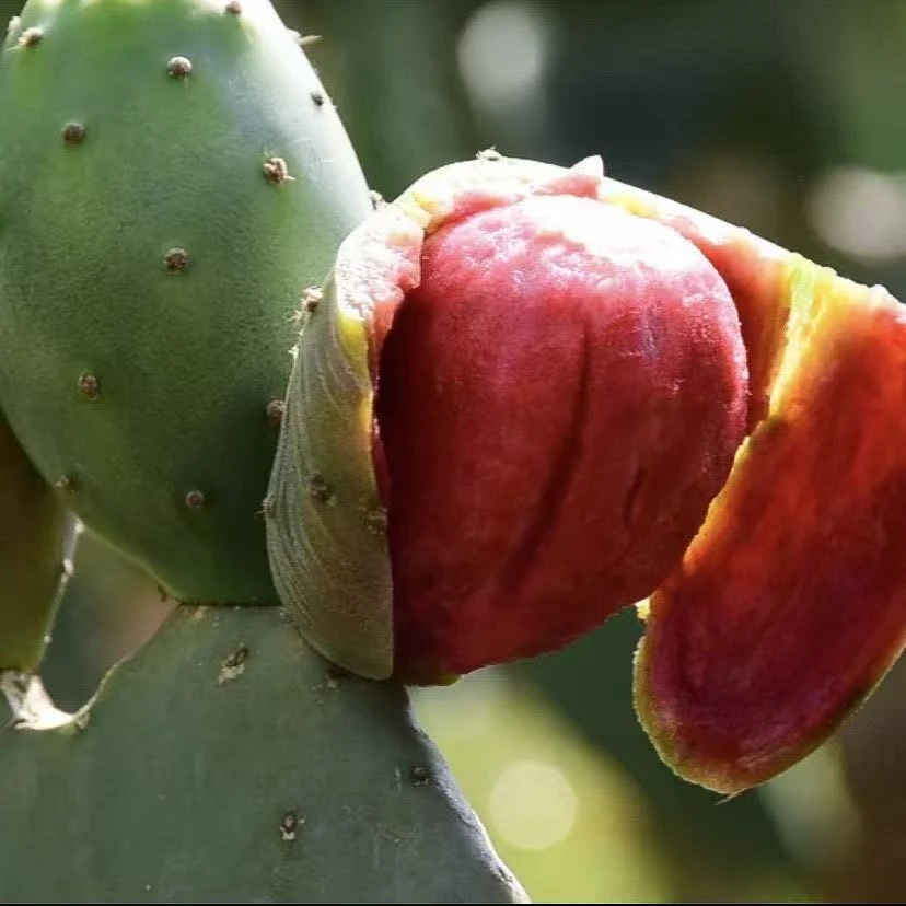 云钻食用果树外敷专用嫁接正宗云钻可食用仙人掌果苗仙人掌果树苗