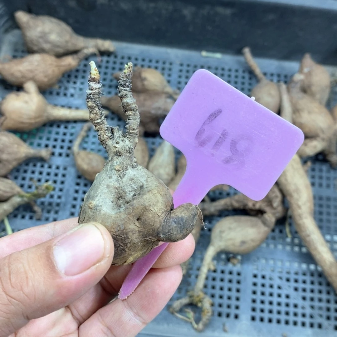 奇异油柑多肉植物