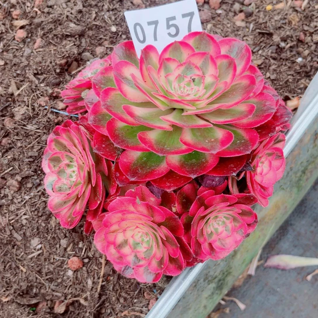 荔枝多肉发货发货