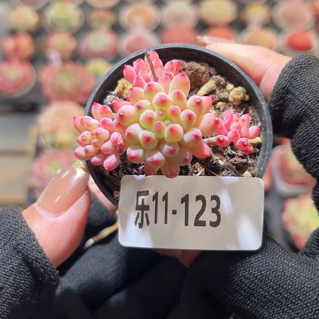 乐11-123 烟花群。