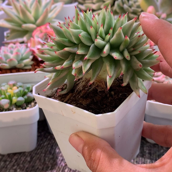 野生玛丽亚缀化有根