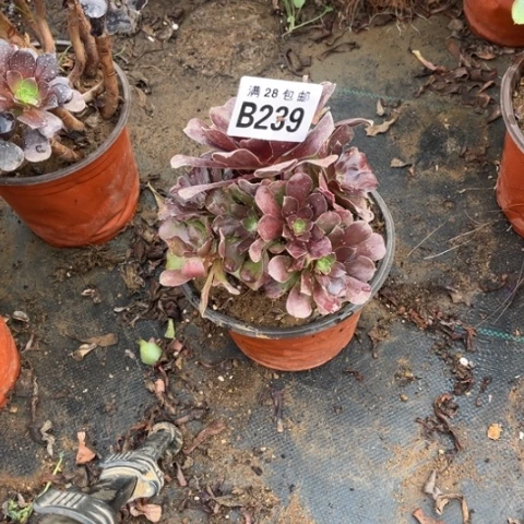 239欧紫不包断枝